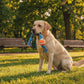 Smart Dog Ball – Der selbstrollende Spielball für endlosen Spielspaß